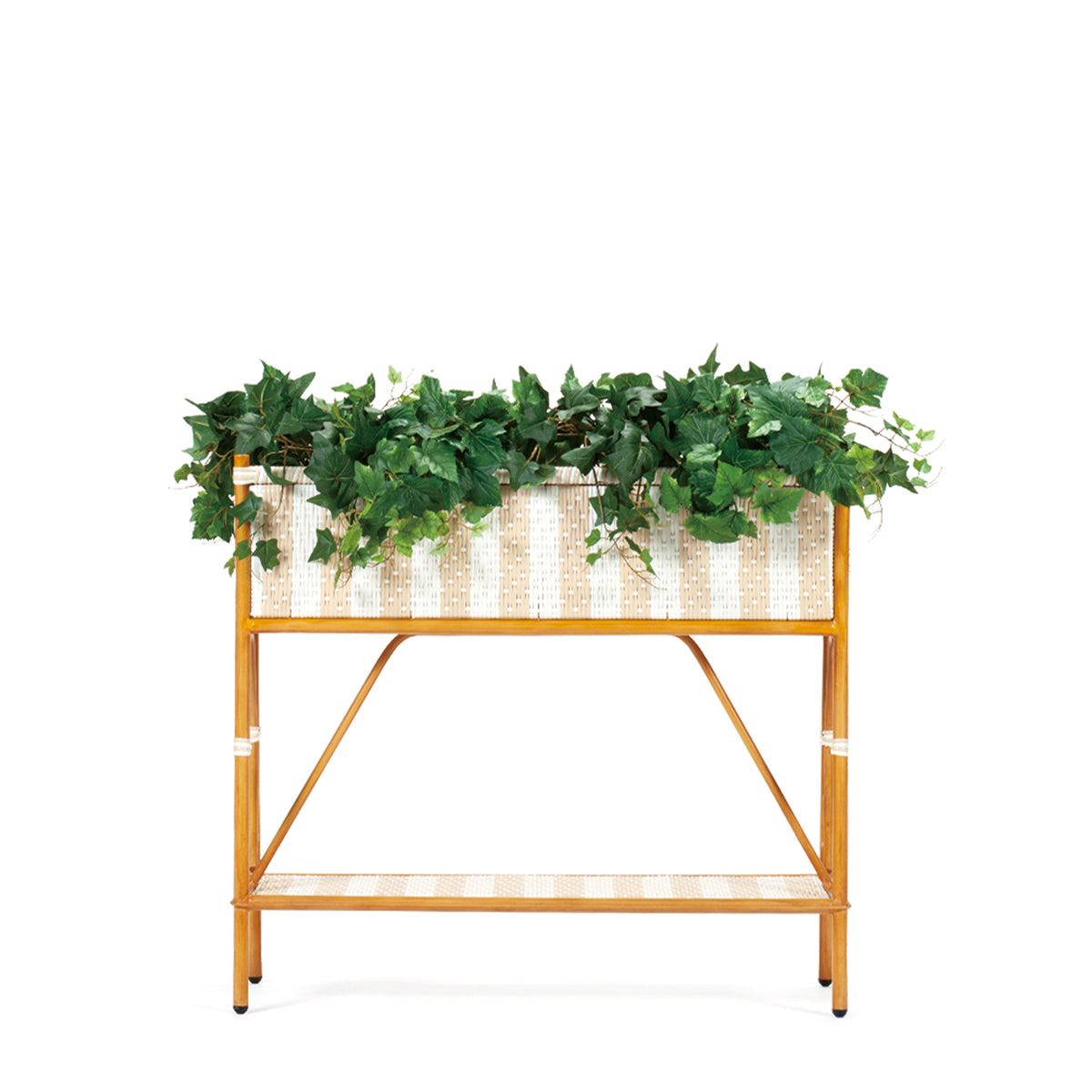 CABERNET PLANTCOVER