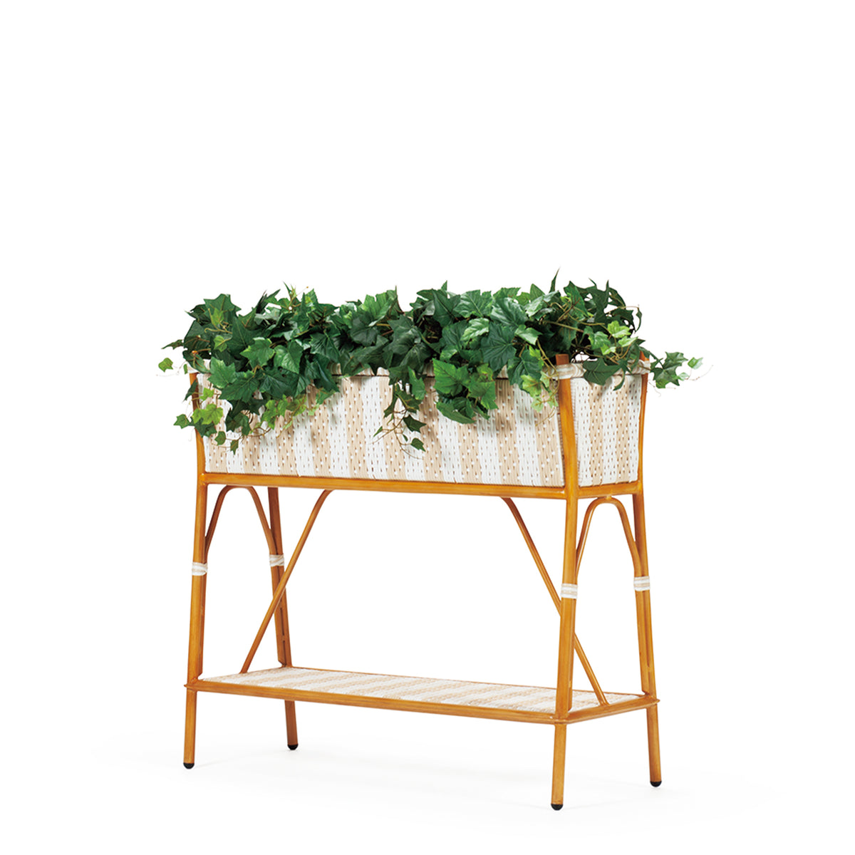 CABERNET PLANTCOVER