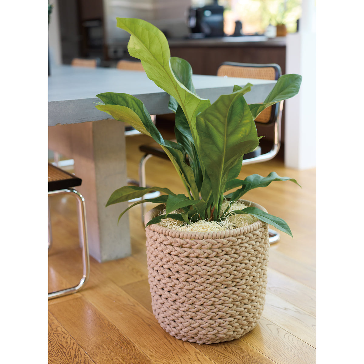 ■KNT-15 PLANTCOVER