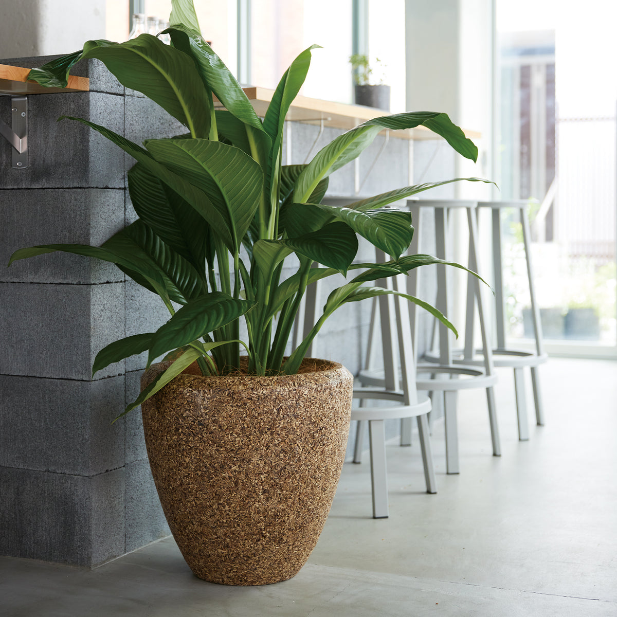 ■KNT-17 PLANTCOVER L