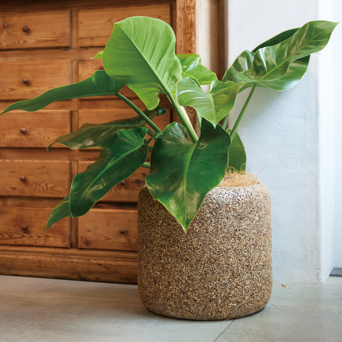 ■KNT-18 PLANTCOVER M