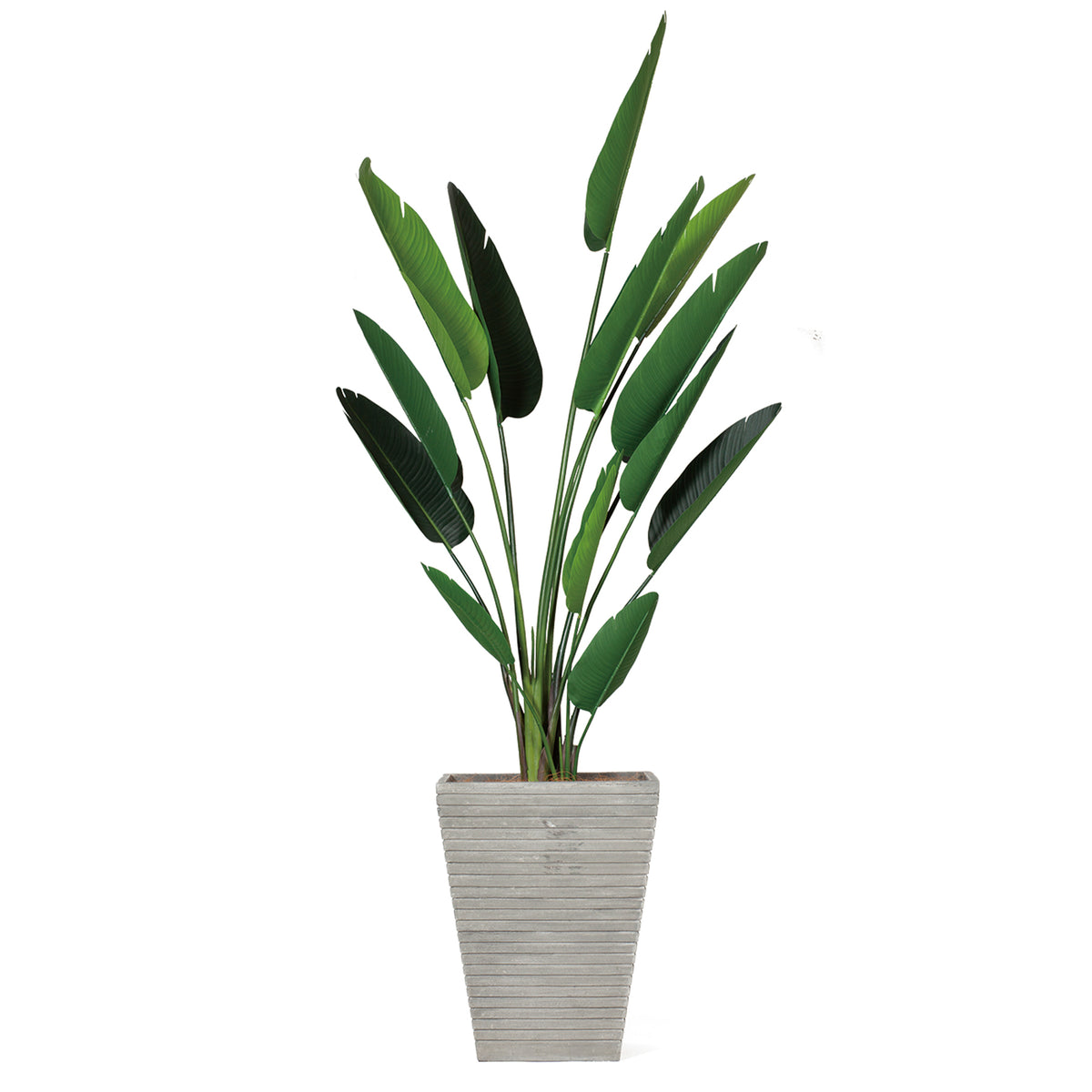 LIGNE SQUARE PLANTCOVER WITH RENT