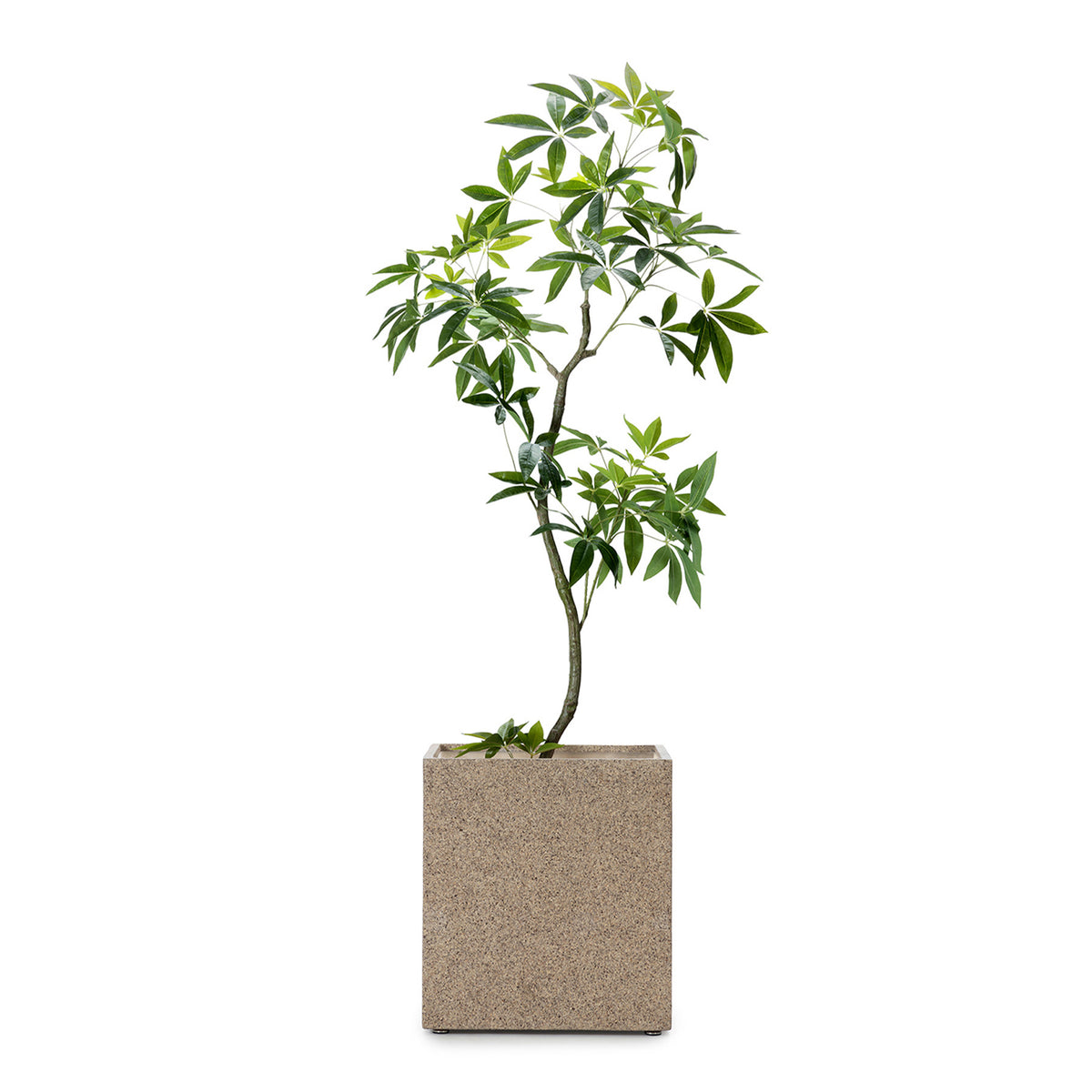 NOVA SQUARE PLANTCOVER WITH PANABA