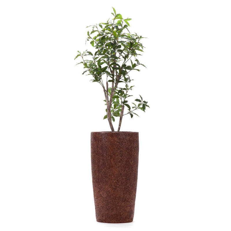 RENATA PLANTCOVER L WITH BAY LEAF