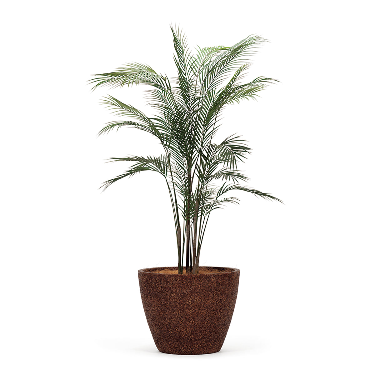RENATA PLANTCOVER S WITH MAHAJANGA