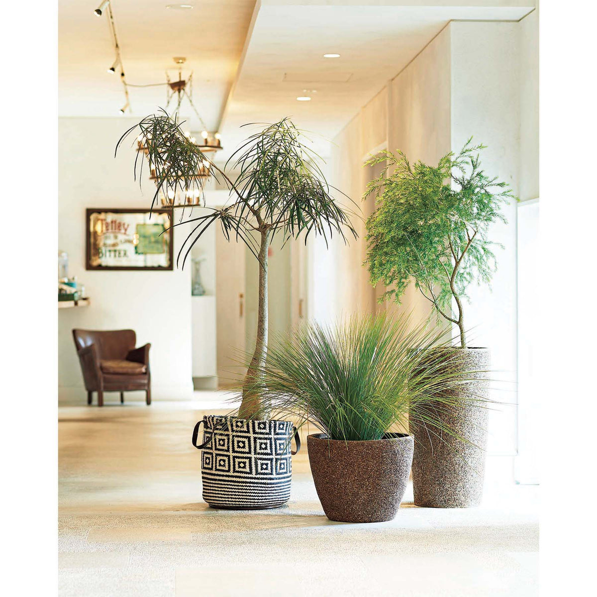 RENATA PLANTCOVER L